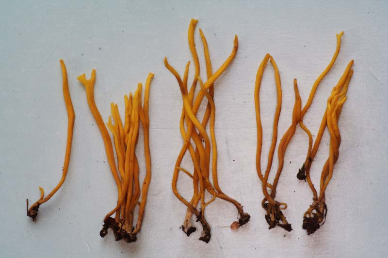 Clavulinopsis fusiformis